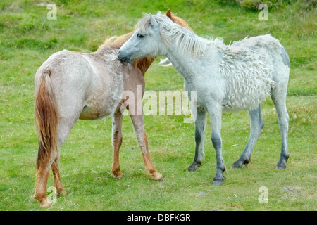 Welsh Mountain Ponies Grooming each other Stock Photo