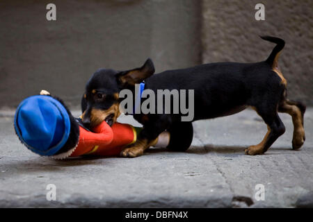 Cheeky Nelly the Dog stole Nicole 'Snooki' Polizzi's Pinnochio doll from inside the O' Vesuvio Pizzeria and chewed it and ran around with it before giving the nose a nibble.   Florence, Italy 13.06.11 Stock Photo