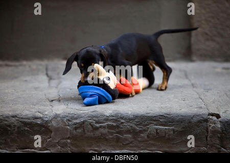 Cheeky Nelly the Dog stole Nicole 'Snooki' Polizzi's Pinnochio doll from inside the O' Vesuvio Pizzeria and chewed it and ran around with it before giving the nose a nibble.   Florence, Italy 13.06.11 Stock Photo