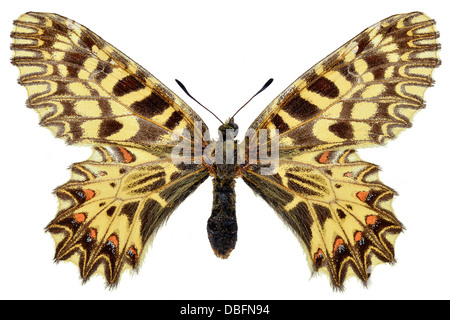 Southern Festoon butterfly (Zerynthia polyxena) isolated on white background Stock Photo