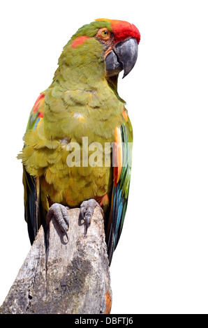 Closeup of front portrait Red-fronted Macaw (Ara rubrogenys) perched on wood post, isolated on white background Stock Photo