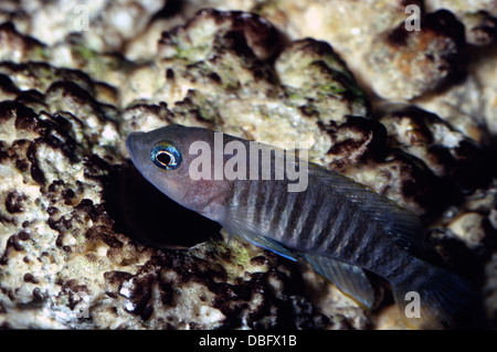 African cichlid Neolamprologus multifasciatus Cichlidae, Tanganjika Lake, Africa Stock Photo
