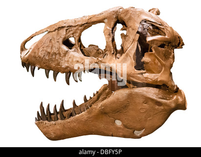 T Rex. Cutout of MOR 555 Tyrannosaurus Rex skull (Replica), Museum of the Rockies, Bozeman, Montana, USA Stock Photo