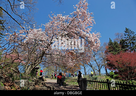 Springtime in High Park;Toronto;Ontario;Canada;blossom blooming on Cherry Trees Stock Photo