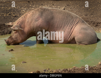 Pigs lying around on a hot day in the English countryside Stock Photo