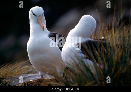 Westpoint Island Falkland Islands Black Browed Albatross (Diomedea Melanophrys) Stock Photo