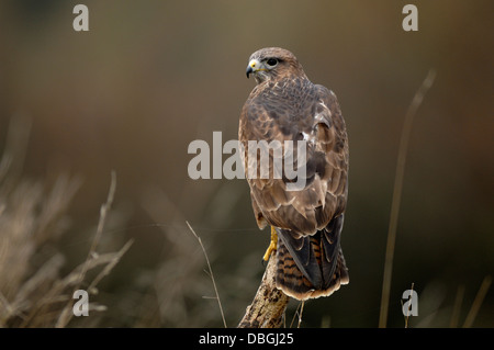 A buzzard on a fence post UK Stock Photo