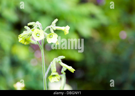 Typical English garden plants flowers Nicotiana 'Tinkerbell' Stock Photo