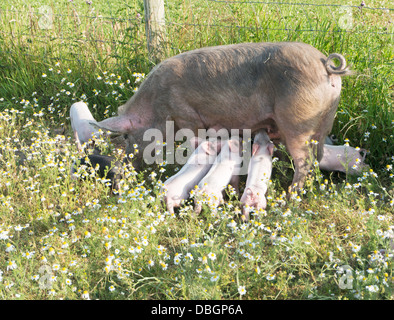 Piglets suckling sow in field of wild flowers north west England. Stock Photo