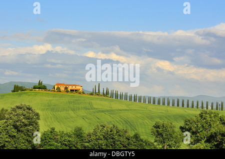 Valley D’Orcia,  in early evening with typical Tuscany landscape of farms and cypress trees on the hilltops Stock Photo