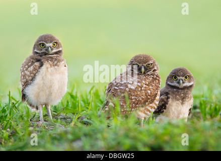 BURROWING OWL (Athene cunicularia) two young outside burrow with parent in centre, Cape Coral, Florida, USA. Stock Photo