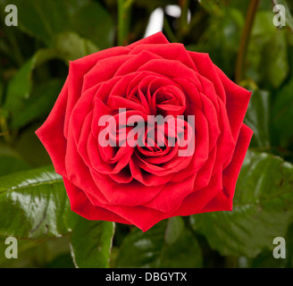 One red rose isolated on a background of green leaves Stock Photo