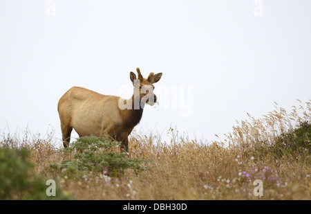 Tule elk, Cervis canadensis nannodes, Tomales Point, Point Reyes National Seashore Stock Photo