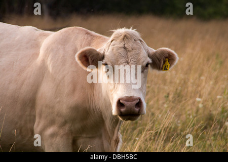 3/4 shot of Charolais cow in pasture looking forward with ears out. in Cambray, Kawartha Lakes, Ontario Stock Photo