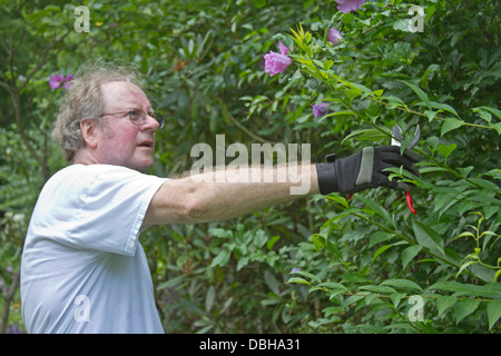 Middle aged man outside pruning back branches Stock Photo