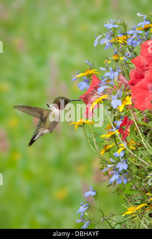 Male Ruby-throated Hummingbird bird birds hummingbirds hovering seeking nectar from Hanging Flower Basket Petunias flowers blossoms blooms - vertical Stock Photo