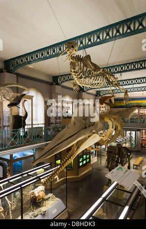 France, Nord, French Flanders, Lille, Museum of Natural History and Geology, interior with whale skeleton. Stock Photo