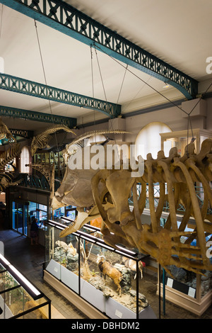 France, Nord, French Flanders, Lille, Museum of Natural History and Geology, interior with whale skeleton. Stock Photo