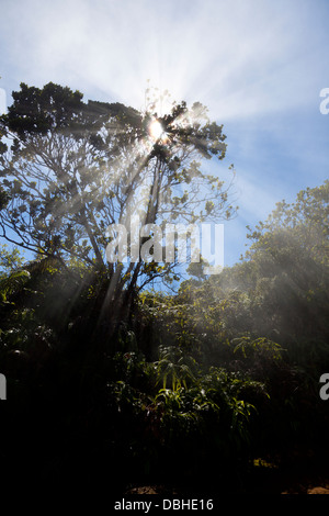 Sun shining through a tree with a bit of mist. Stock Photo