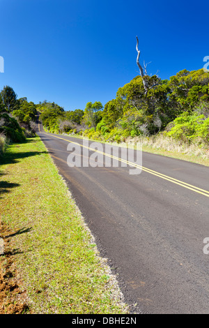 Road in the Kokee State Park in Kauai, Hawaii. Stock Photo
