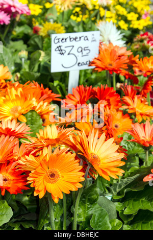 Gerbera daisies for sale at farmers market Stock Photo