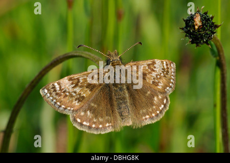 Dingy Skipper Butterfly - Erynnis tages Stock Photo