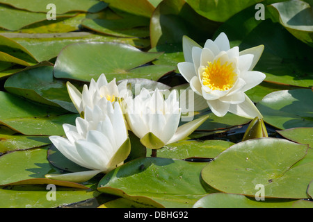 Dwarf White Water-lily - Nymphaea candida Stock Photo