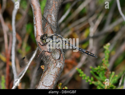 Black Darter Dragonfly - Sympetrum danae Male on heather Stock Photo