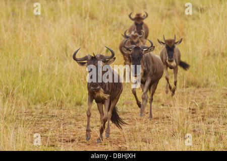 Wildebeest running across the savannah. Stock Photo