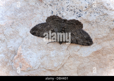 Willow Beauty Peribatodes rhomboridaria adult moth at rest on a stone wall Stock Photo