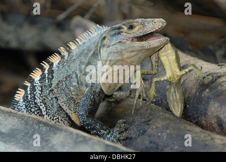 Black Spiny-tailed Iguana (Ctenosaura similis) eating a young Basilisk Lizard Stock Photo