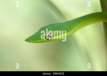 Green Vine Snake (Oxybelis fulgidus) in Costa Rica rainforest Stock Photo