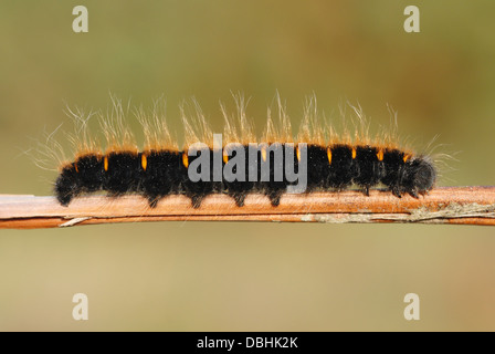 Fox Moth Caterpillar (Macrothylacia rubi) on and english heath Stock Photo