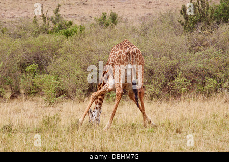 Giraffe drinking water. Stock Photo