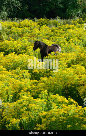 Rothwell, Northamptonshire, UK. 29th July, 2013. Rothwell, Northamptonshire, UK. 29th July 2013. A pony grazes in a ragwort-covered field at Rothwell, Northamptonshire, 29th July, 2013.  Credit:  John Robertson/Alamy Live News Stock Photo