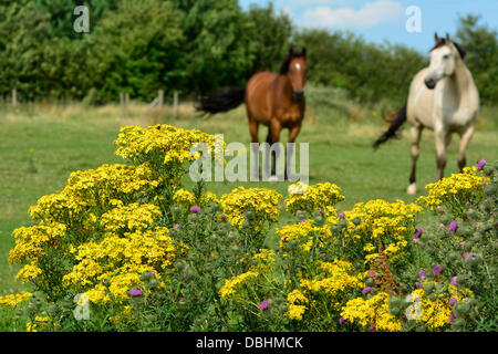 Horses graze in a field with ragwort plants in the foreground near Market Harborough, Leicestershire, 29th July, 2013. Credit:  John Robertson/Alamy Live News Stock Photo