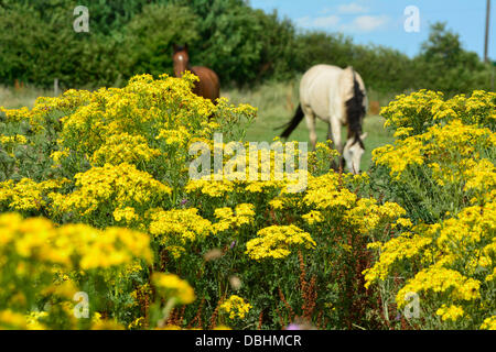 Horses graze in a field with ragwort plants in the foreground near Market Harborough, Leicestershire, 29th July, 2013.  Credit:  John Robertson/Alamy Live News Stock Photo