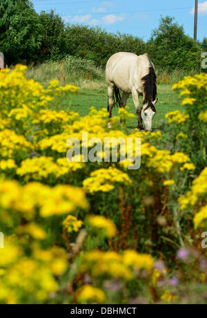 A horse grazes in a field with ragwort plants in the foreground near Market Harborough, Leicestershire, 29th July, 2013.  Credit:  John Robertson/Alamy Live News Stock Photo