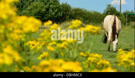 A horse grazes in a field with ragwort plants in the foreground near Market Harborough, Leicestershire, 29th July, 2013.  Credit:  John Robertson/Alamy Live News Stock Photo