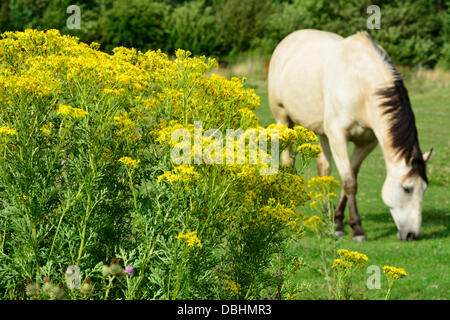 A horse grazes in a field with ragwort plants in the foreground near Market Harborough, Leicestershire, 29th July, 2013.  Credit:  John Robertson/Alamy Live News Stock Photo