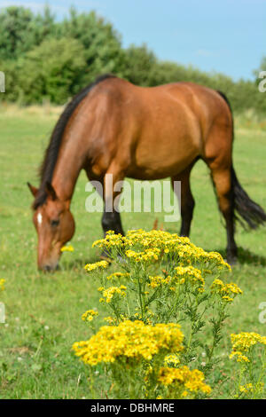 A horse grazes in a field with ragwort plants in the foreground near Market Harborough, Leicestershire, 29th July, 2013.  Credit:  John Robertson/Alamy Live News Stock Photo