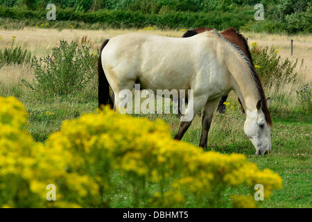 Horses graze in a field with ragwort plants in the foreground near Market Harborough, Leicestershire, 29th July, 2013.  Credit:  John Robertson/Alamy Live News Stock Photo