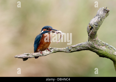 Kingfisher, Alcedo atthis, single bird on branch with fish, Warwickshire, July 2013 Stock Photo