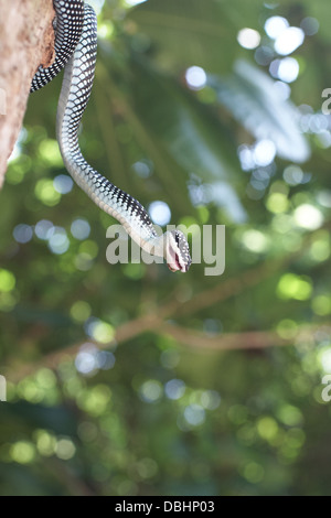Snake hunting for geckos. Stock Photo
