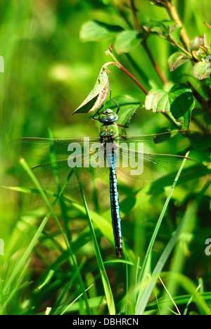 An emperor dragonfly Stock Photo