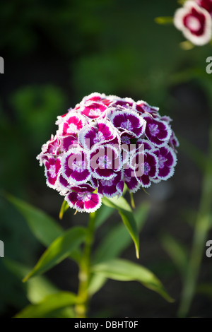 Sweet William Dianthus barbatus maroon and white Stock Photo