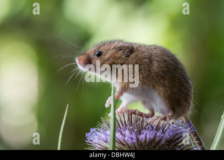 Harvest Mice sitting on thistle head in sunshine close up Stock Photo