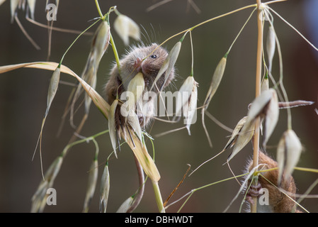 Harvest Mouse Micromys minutas sitting on corn stalk Stock Photo
