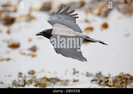 Hooded Crow; Corvus corone cornix; Shetland; UK Stock Photo