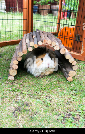 Cute Abyssinian Guinea Pig looking out of his log arch shelter on grass Stock Photo